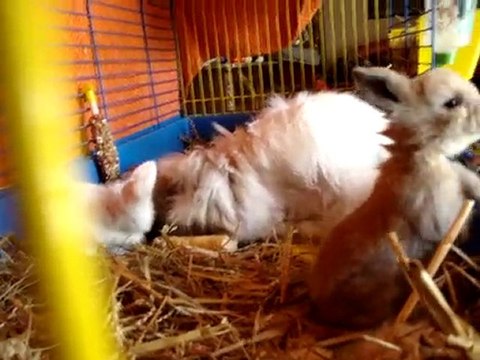 MOV01168 lapin bélier nain teddy angora et ses bébés