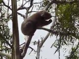 Koalas hyperactifs!!!