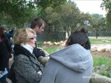 Montpellier : L'arrivée des girafes au parc zoologique