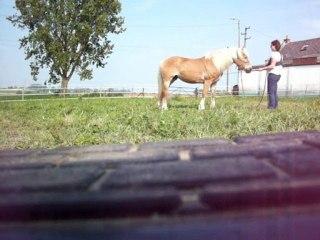 Reprise du travail au sol avec IciPam