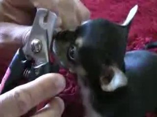 Videos Cachorros chihuahuas corte de uñas.