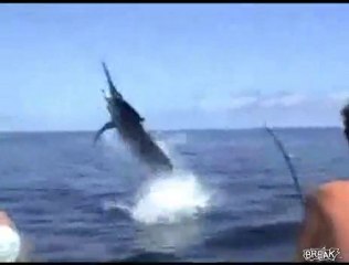 Il pesce spada assale i pescatori