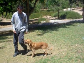 אילוף כלבים - לימוד הפקודה שב