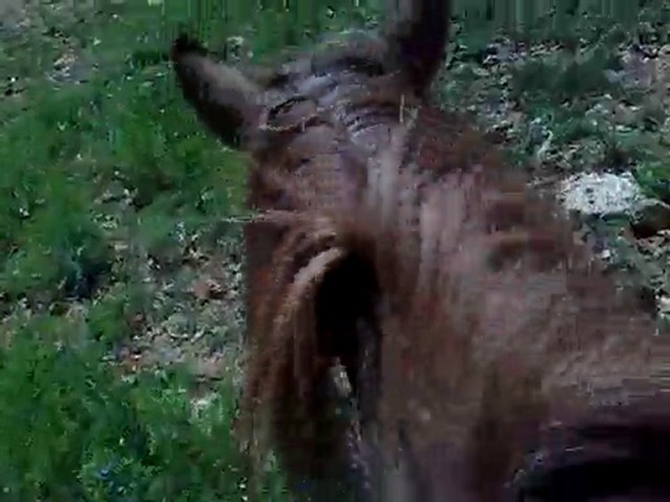 20 mai 2010 n°2 - Thypie (cavalière) en mode "blonde"