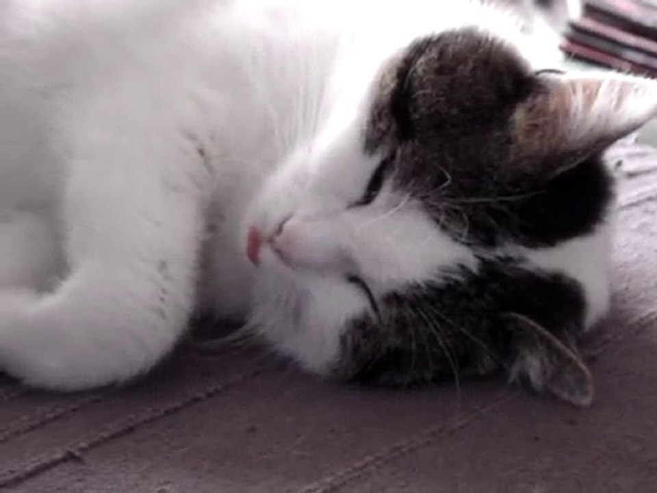 kitty