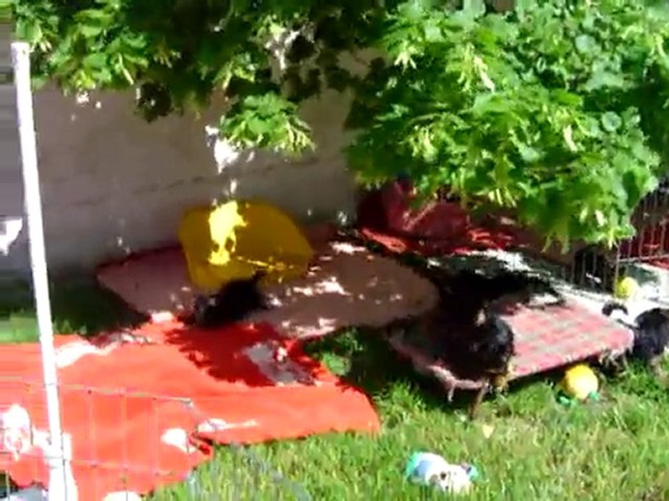 CHIOTS YORKSHIRE de 8 semaines