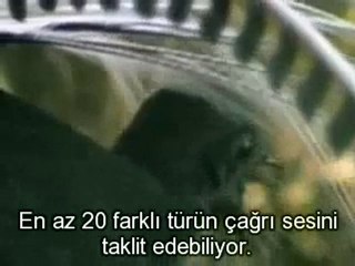 Muhteşem Lir kuşu...