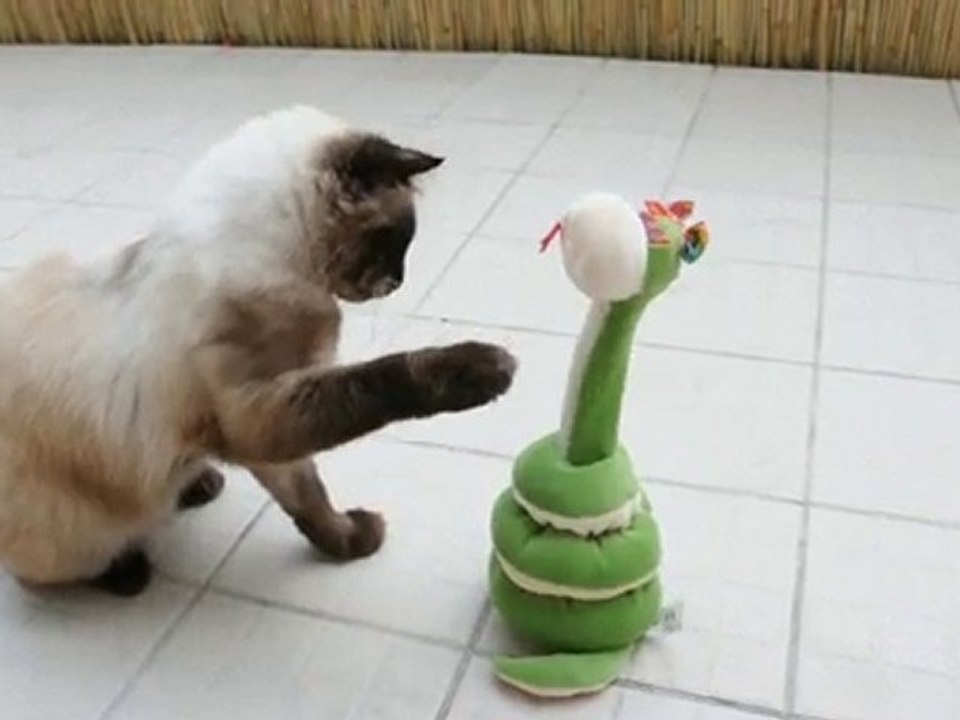 Tais-toi, je te dis !