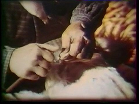 Les Paysans Bonus 7/9 Poulet de Bresse