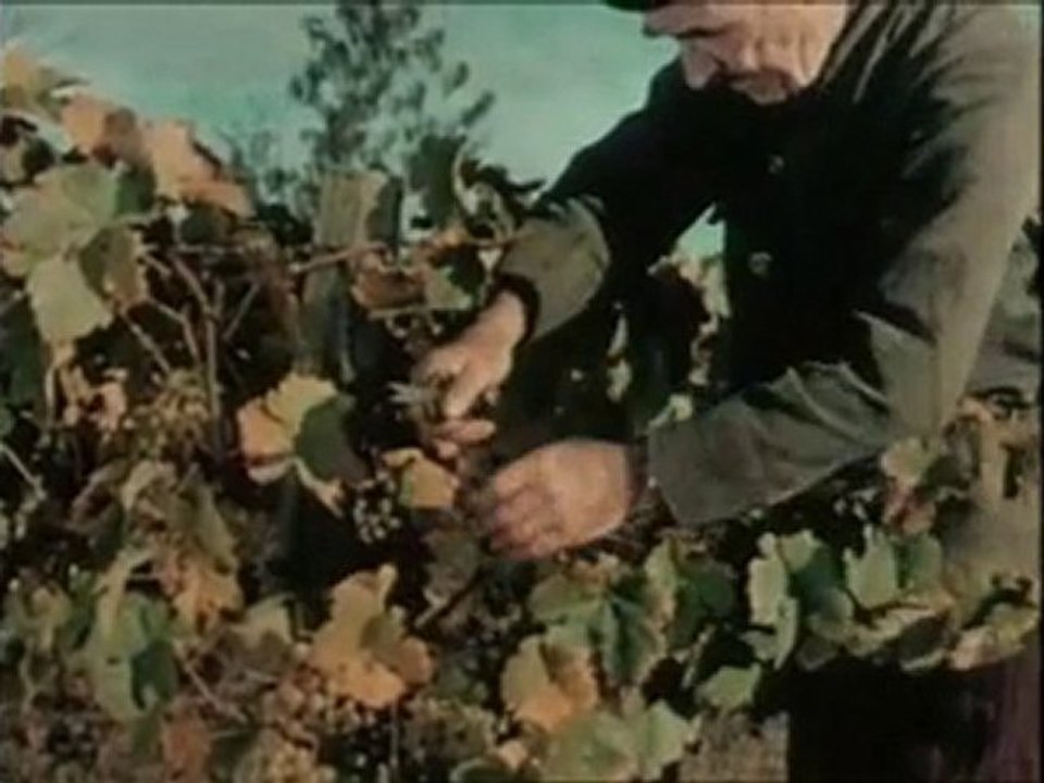 Les Paysans" Bonus 8/9 Vendanges d'Armagnac