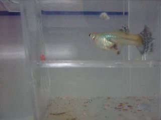 Lepistes doğum videosu