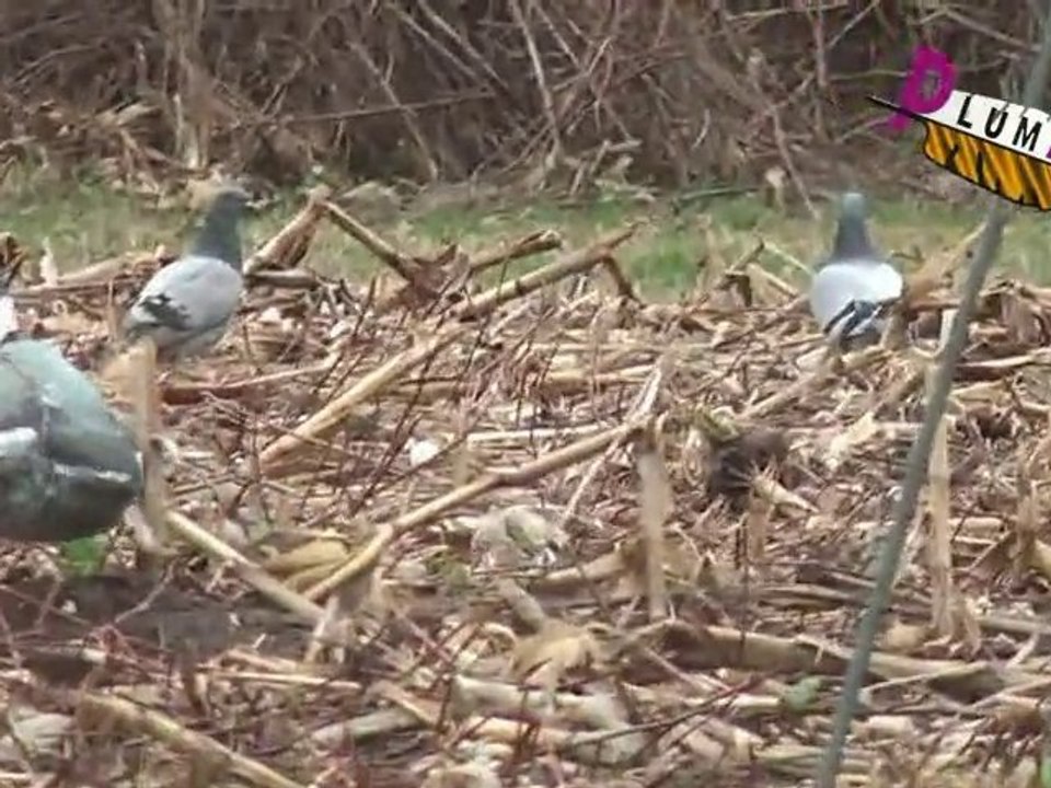 Hypaflap - chasse au pigeon