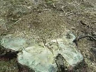 Dôme de Fourmis des Bois