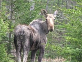 Moosehead Messenger Supports Moose Mainea