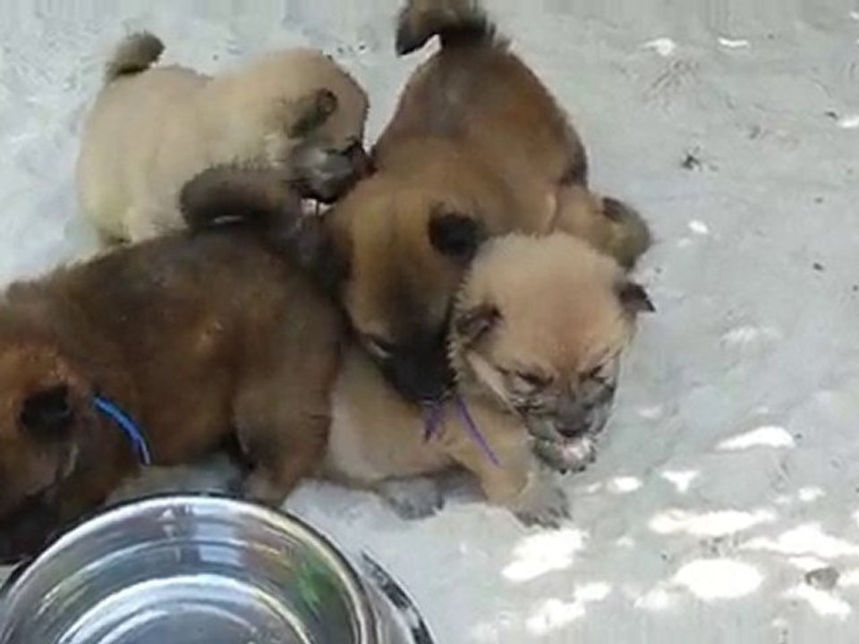 BB de Filo à 1 mois 19 mai 2010