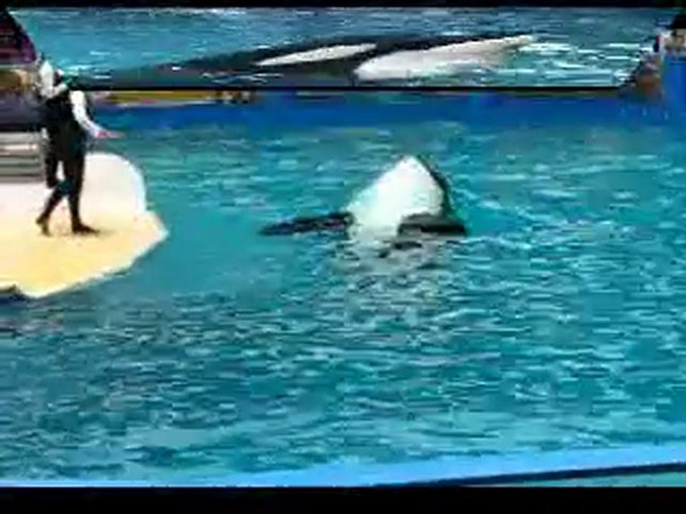 Tokitae "Lolita" Orca