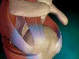 Shoulder Joint Pain Relief - Chiropractor Atlanta Ga