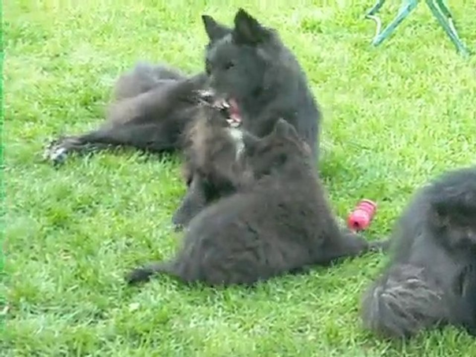 Femelle bleue, 9 semaines, jouant avec sa mère Volga