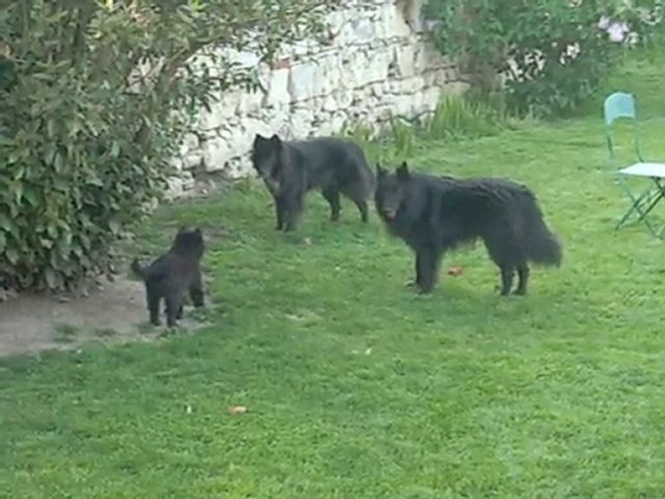 Femelle bleue, 9 semaines, chahutant avec Volga et Clark