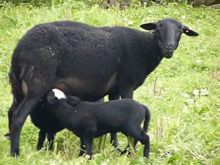 Les petits agneaux qui tètent leur mère