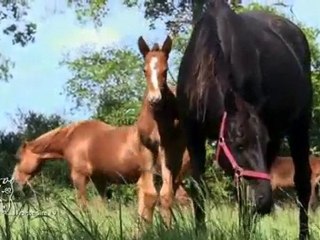 Les Ecuries de la Daudaie: élevage