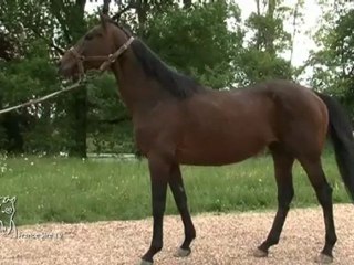 Nicobar: étalon aux Ecuries de la Daudaie