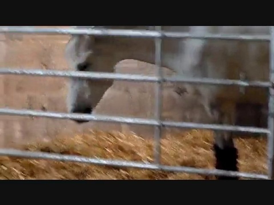 Pension équestre EARL des Paturages