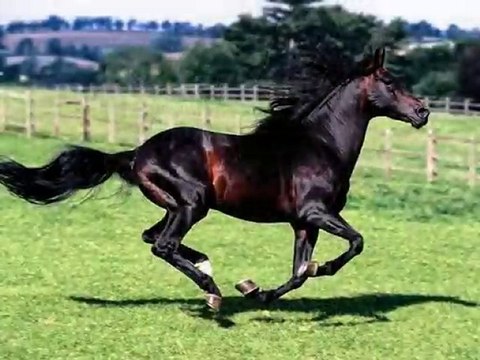 Andre Rieu....Strauss Medley