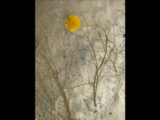 sus nurettin rençber