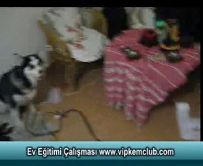 Köpek Ev Eğitimi