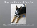 German Shepherd Puppies - German Shepherd Puppy
