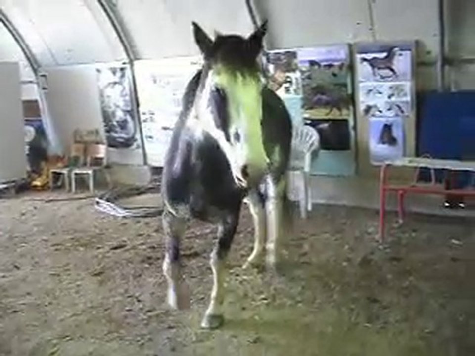 Cheval Criolllo pas d' accord avec le poulain Mérens!