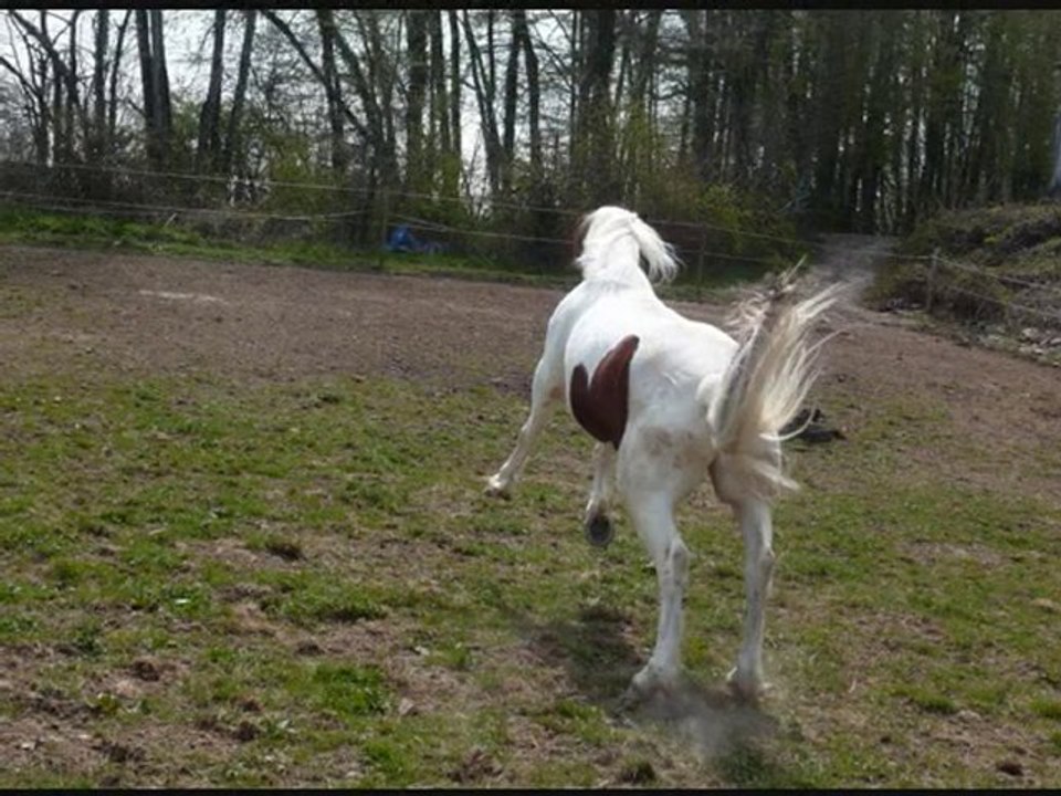 Spirit et moi 1 an déjà !