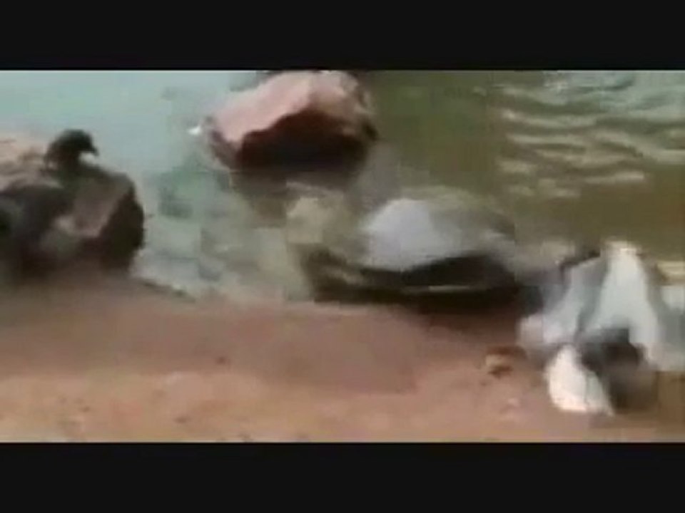 Lan Kaplumbağa Biz Seni Masum ve Merhametli Bilirdik :/