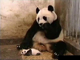 Sneezing Baby Panda