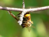 Frelon asiatique s'attaquant à une abeille