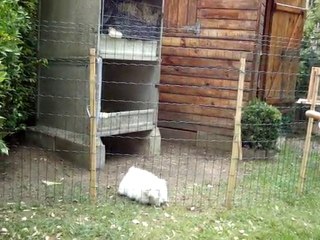 MOV01038 DIVIN veut pas rester enfermé!!!