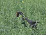 German wirehaired pointer