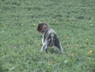 German wirehaired pointer-2