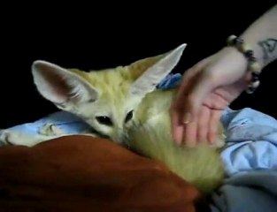 Una volpe del deserto adorabile