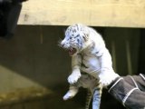 Naissance de deux bébés tigres blancs au zoo de Maubeuge