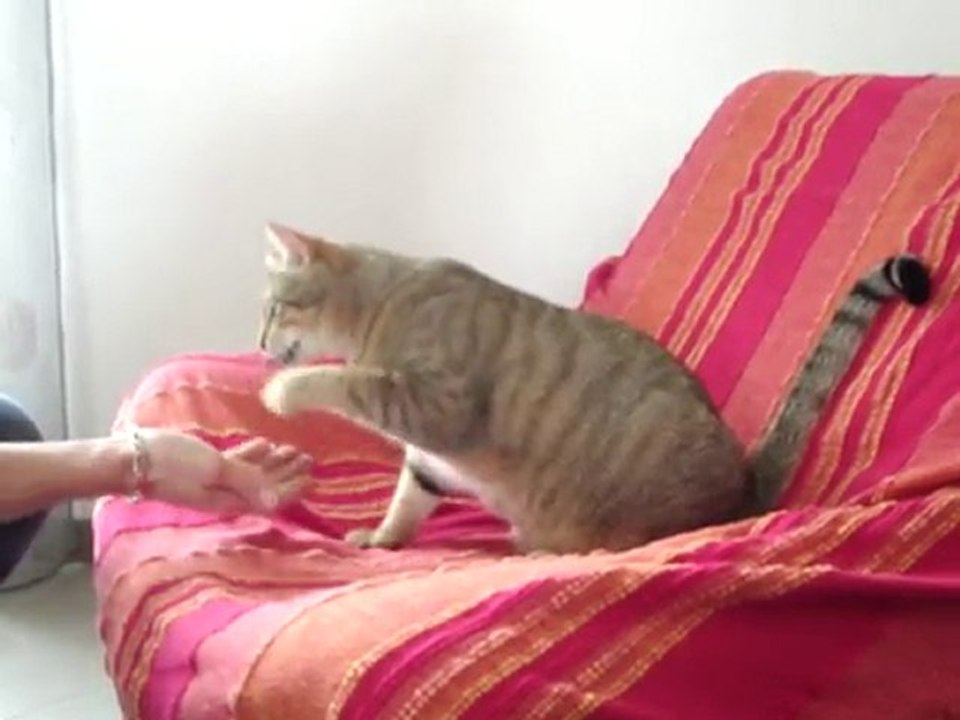 éclair le chat qui donne la patte