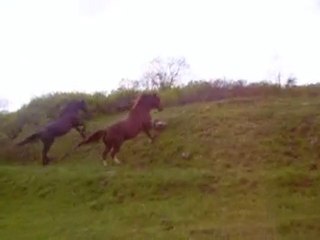 Petit délire entre chevaux x')