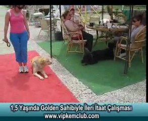 Golden Sahibiyle İleri İtaat Çalışması