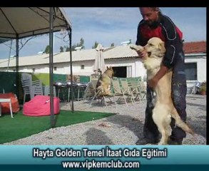 hayta golden temel itaat gida egitimi