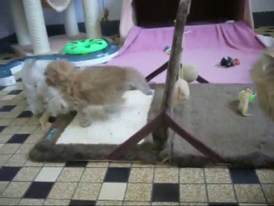 FEE-LYNE DU DIEU EROS