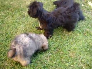 Bichons havanais