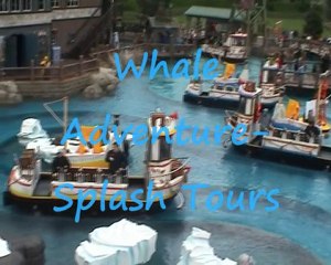 Whale Adventures-Splash Tours