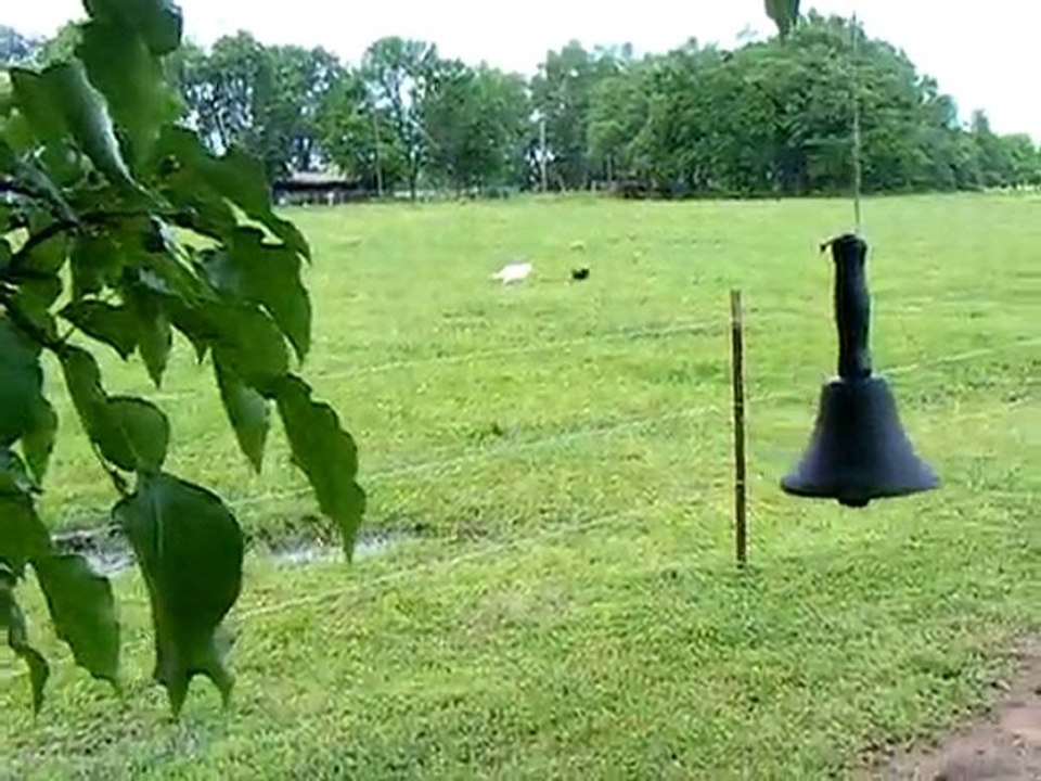The Peas are planted!