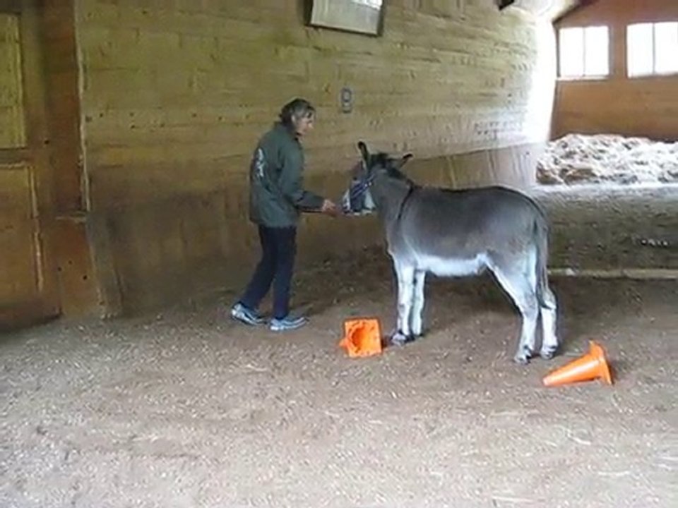 Le petit âne Merlin et les cônes, entraînement au clicker